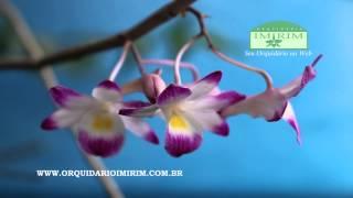 Dendrobium rhodostoma