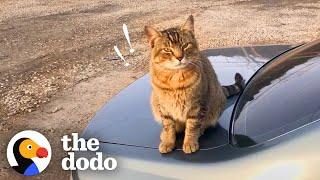 Stray Cat Decides To Work At A Car Shop And Greet Every Customer  The Dodo