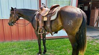 2022 AQHA Bay Gelding “Duke” - Green broke and ready to go any direction 