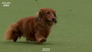 Best of Breed Hound GroupDACHSHUND MINIATURE LONG HAIRED2017-2022