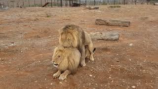 LionGay  South Africa Zoo