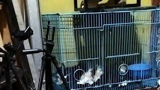 Lahiran anak kucing lucu cat cute funny video dog trending viral kucing