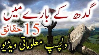 Vulture Facts Urdu Hindi Gidh Information History Gidh Ki Dilchasp Maloomat