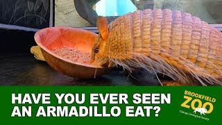 Armadillo Eating