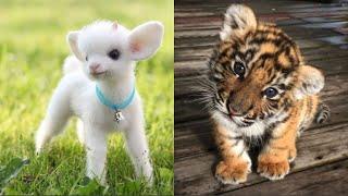 Cute Baby Animals Videos Compilation  Funny and Cute Moment of the Animals #28 - Cutest Animals