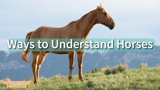 Horse Behavior Understanding the Language of EquinesBody Language VocalizationsScentHierarchy