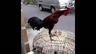 Ayam pelung suara nyaring