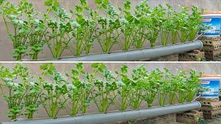 Method for growing hydroponic celery in plastic tubes anyone can do it at home