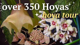 Hoya tour 2023 See MORE of my collection of over 350 hoyas in one room  Episode 2