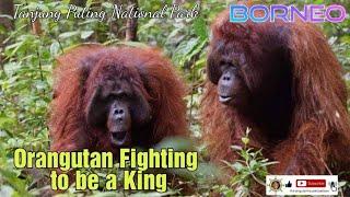 Orangutan Fighting To Be a KingPertarungan Untuk Menjadi Raja Rimba @orangutanhouseboattour6258