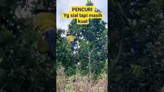 Pencuri yg sial tapi masih kuat