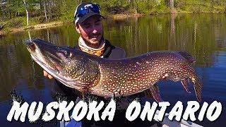 Sight Fishing MONSTER Spring Pike 3 PBs in 1 hour