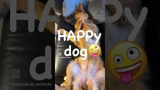 Happy dog 