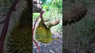 Anong Prutas ito? #kuyaeee #durian #langka #cactus