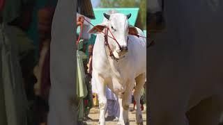 Sibi Bhagnari Bull Mashallah