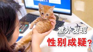 带小猫去打疫苗，没想到医生有意外发现！