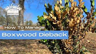 How To Manage Boxwood Dieback