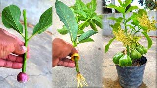 How to cut avocado to grow roots 100% onion root help