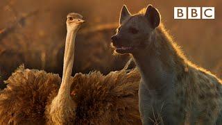 Zalika the Hyena FIGHTS an Ostrich  Serengeti - BBC