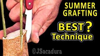 EARLY SUMMER GRAFTING  BEST GRAFTING TECHNIQUE for OLIVE TREES with RESULTS