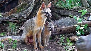 Gray fox family  Part 1 - Dolly & Frances move into the den