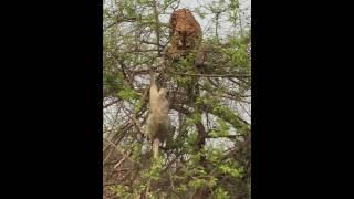 Tiger fall from tree chasing monkey  - Part 2  India - Corbett　　虎も木から落ちる　2