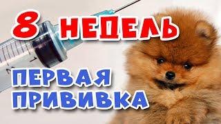  ПЕРВАЯ ПРИВИВКА щенкам. Шпицам 8 недель