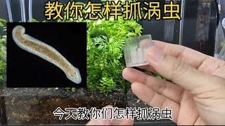 鱼缸里好多虫？教你怎样抓涡虫！Teach you how to catch Planaria.