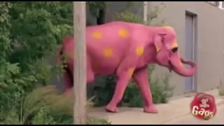 Розовый слон прикол
