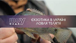 Єкзотика в Україні Ловля Теляпії. Част 1  ШоуОлда №263