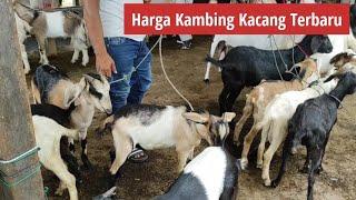 Harga Kambing Kacang Hari Ini