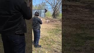 1911 #shooting #1911 #gun #training