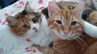 Romantic Kitties who loves to hug each other #calico #marble #angora #turkishcat