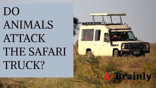 Why do animals not attack the safari truck