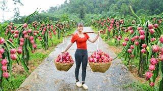 Harvesting A Lot Of Dragon Fruit Goes To Market Sell - Farm Life  Phuong Free Bushcraft