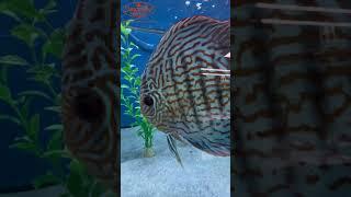 Check out some of our discus fish with Mike B #imperialtropicals #fishing #tropicalfish