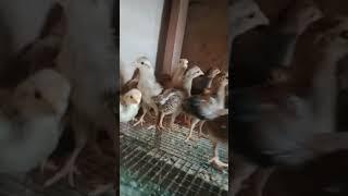 update anakan ayam kampung
