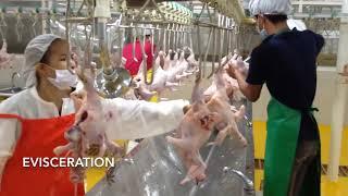 Amazing Poultry Dressing Plants Machines  2021