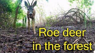 Косули в лесу в разное время суток  Roe deer in the forest