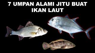 7 Umpan Alami Jitu Buat Ikan Laut Yang Sering Dipakai Nelayan