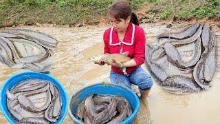 Harvesting catfish Fish to sell - Grilled fish - Cooking - Phùng Thị Chài