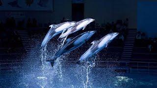 Dolphin Show at Maxell Aqua Park Shinagawa. 【4K】