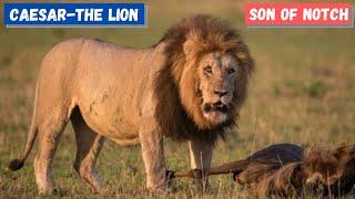 CAESAR - The Lion  Son of Notch  The Notch Coalition of Lions  Maasai Mara Lion  HUGE MALE LION