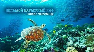 Большой Барьерный риф – 02 часть