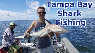 Tampa Bay Blacktip Shark Fishing - Florida