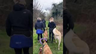 Dog training event with Aslan  #dogtraining #dog #reactivedog #muzzleddog #kangal