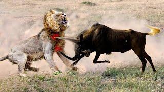 Top 10 Prey Fight Back Lion - The Poor Face Of Lion -  Prey VS Predator - Wild Animals Attack