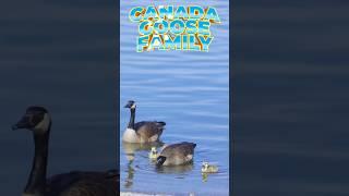 Adorable Canada Goose Family Of 3 Cute Chicks #canadagoose