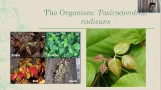 Toxicodendron radicans  #team7