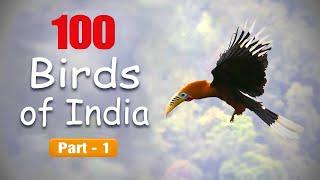 100 Birds Of India - Learn Bird Names and Facts @IndianBirdVideos